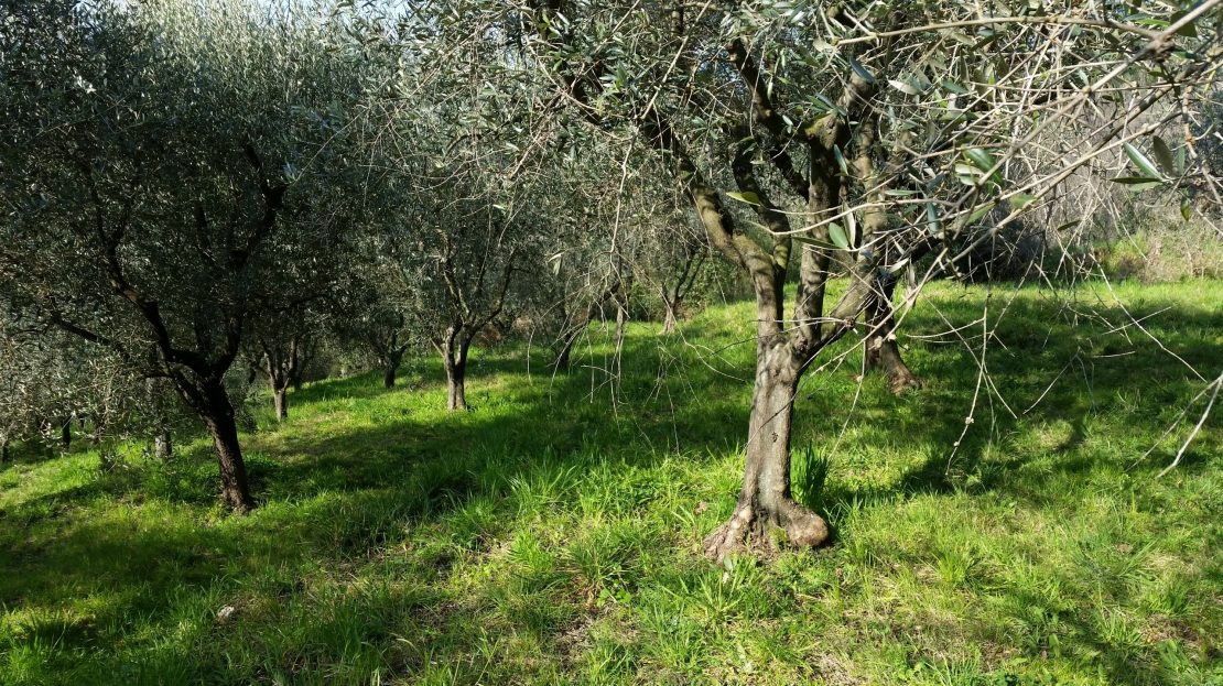 Immagine video