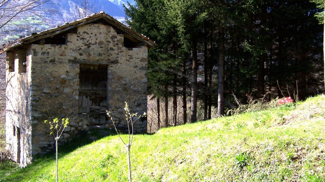 Immagine video