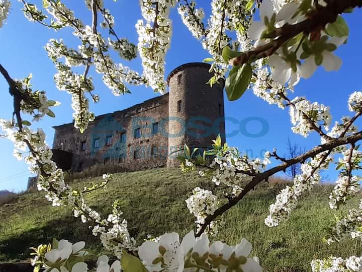 Immagine video