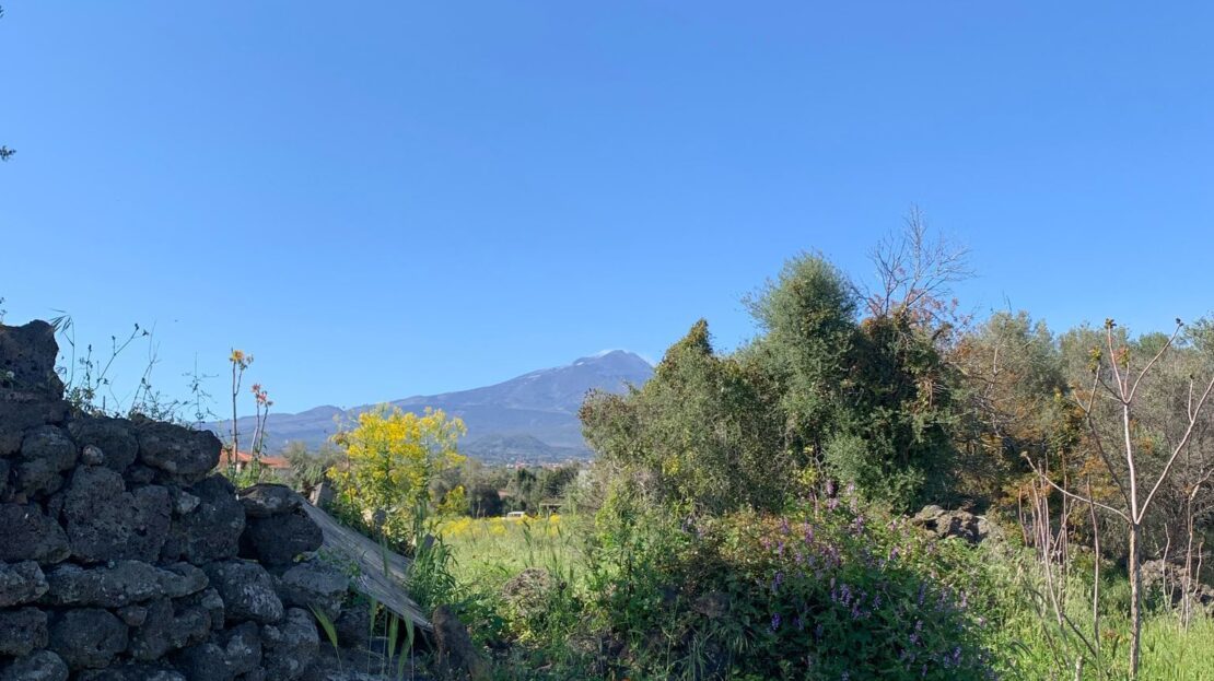 Immagine video