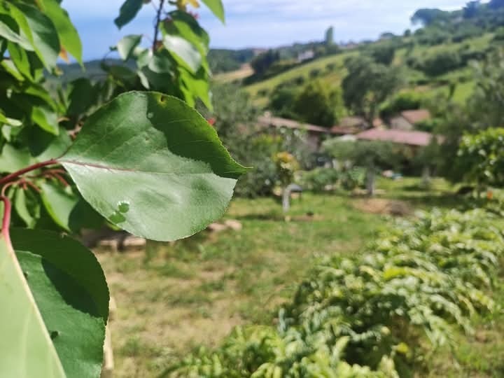 Immagine video