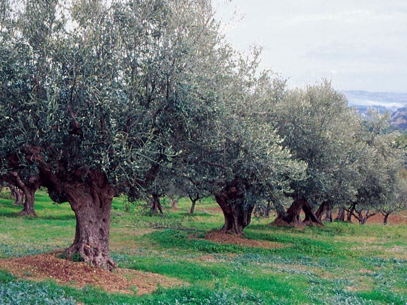 Immagine video
