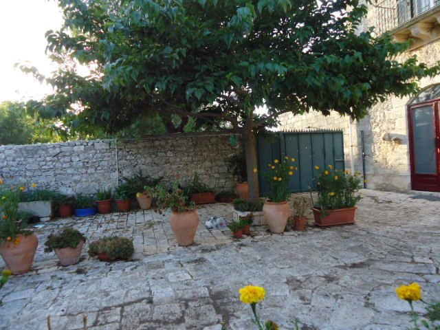 Immagine video