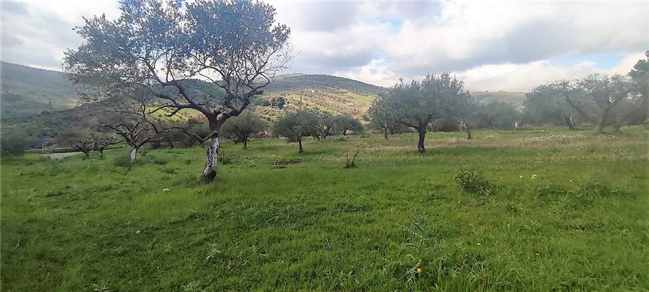 Immagine video