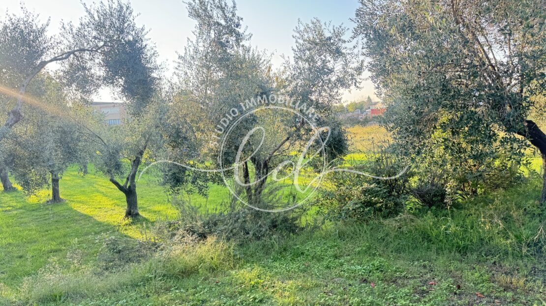 Immagine video