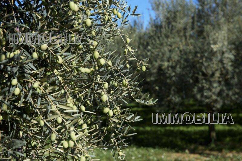 Immagine video