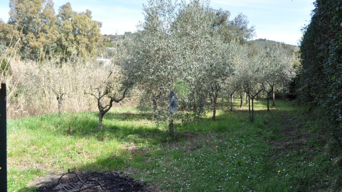Immagine video
