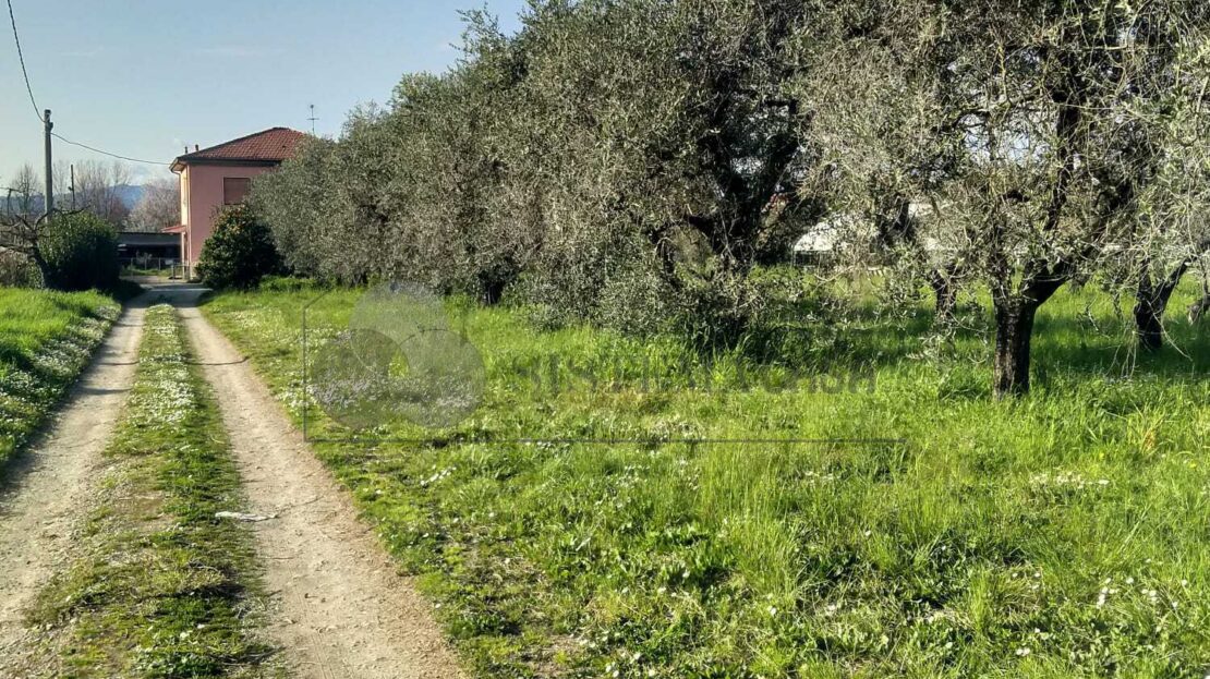 Immagine video