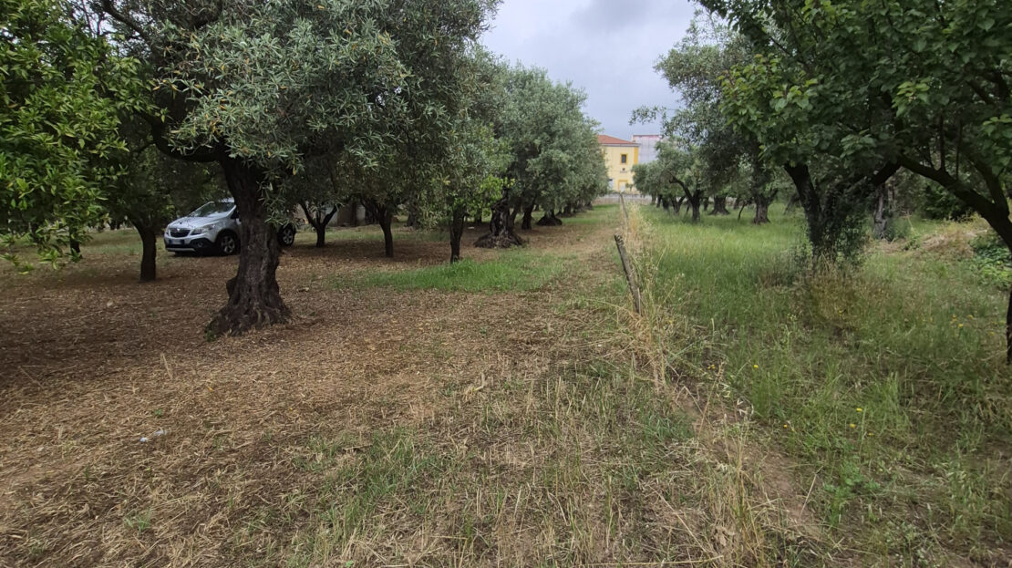 Immagine video