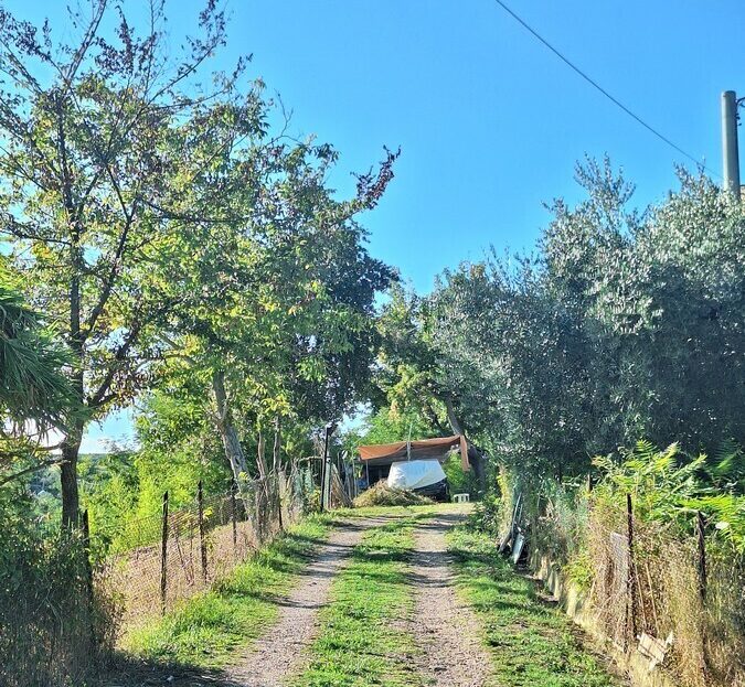 Immagine video