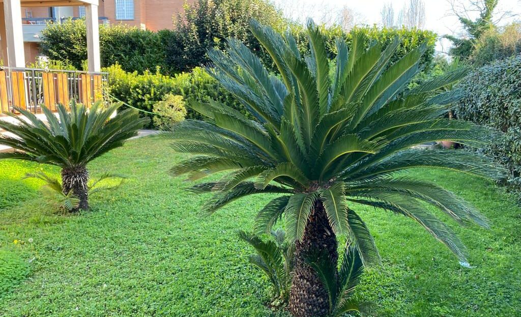 Immagine video
