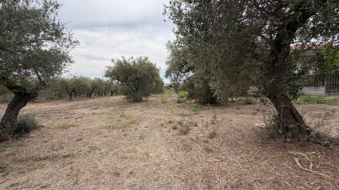 Immagine video